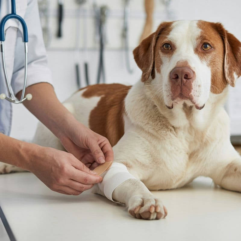 Hund lahmt? Die 7 häufigsten Ursachen und was du tun kannst