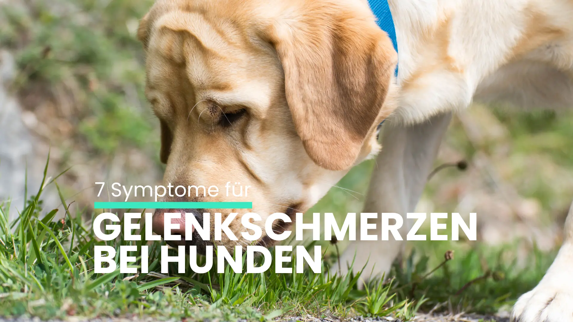 7 Symptome für Gelenkschmerzen bei Hunden: Was kann ich tun?
