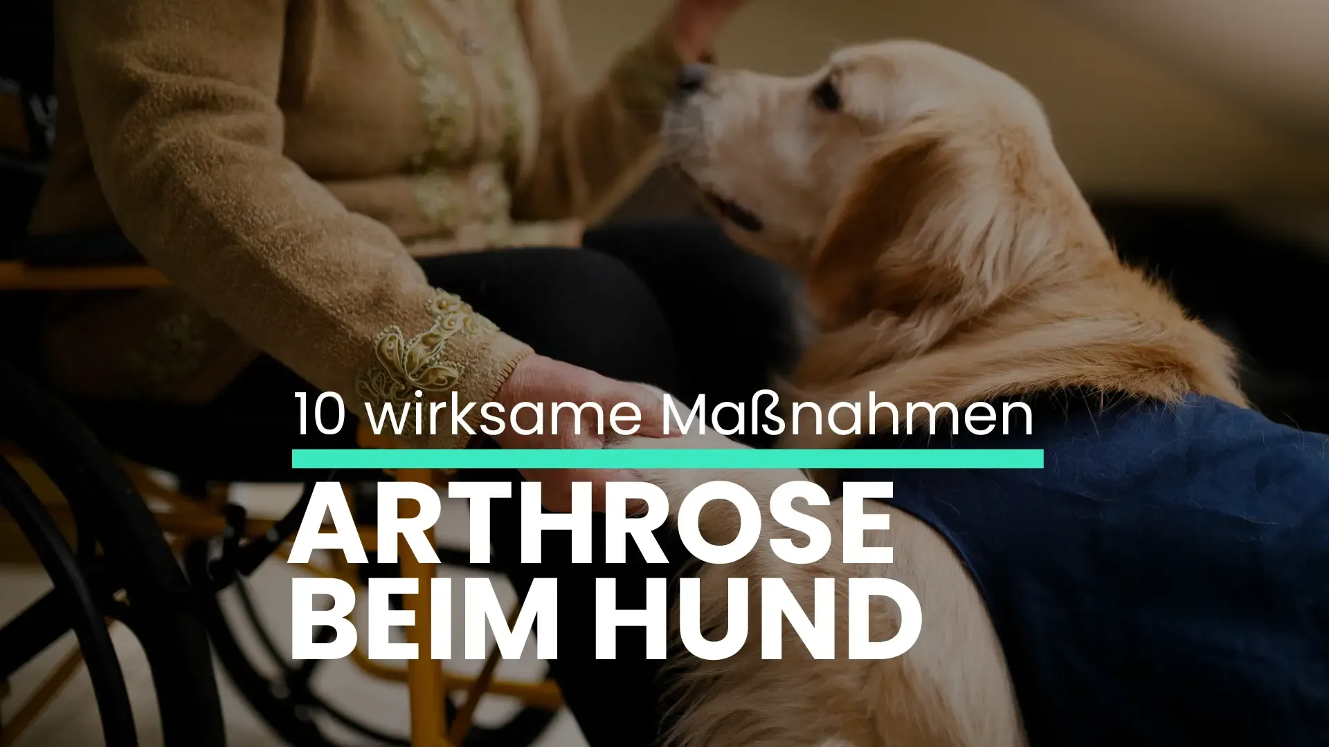 10 Wirksame Maßnahmen Arthrose beim Hund