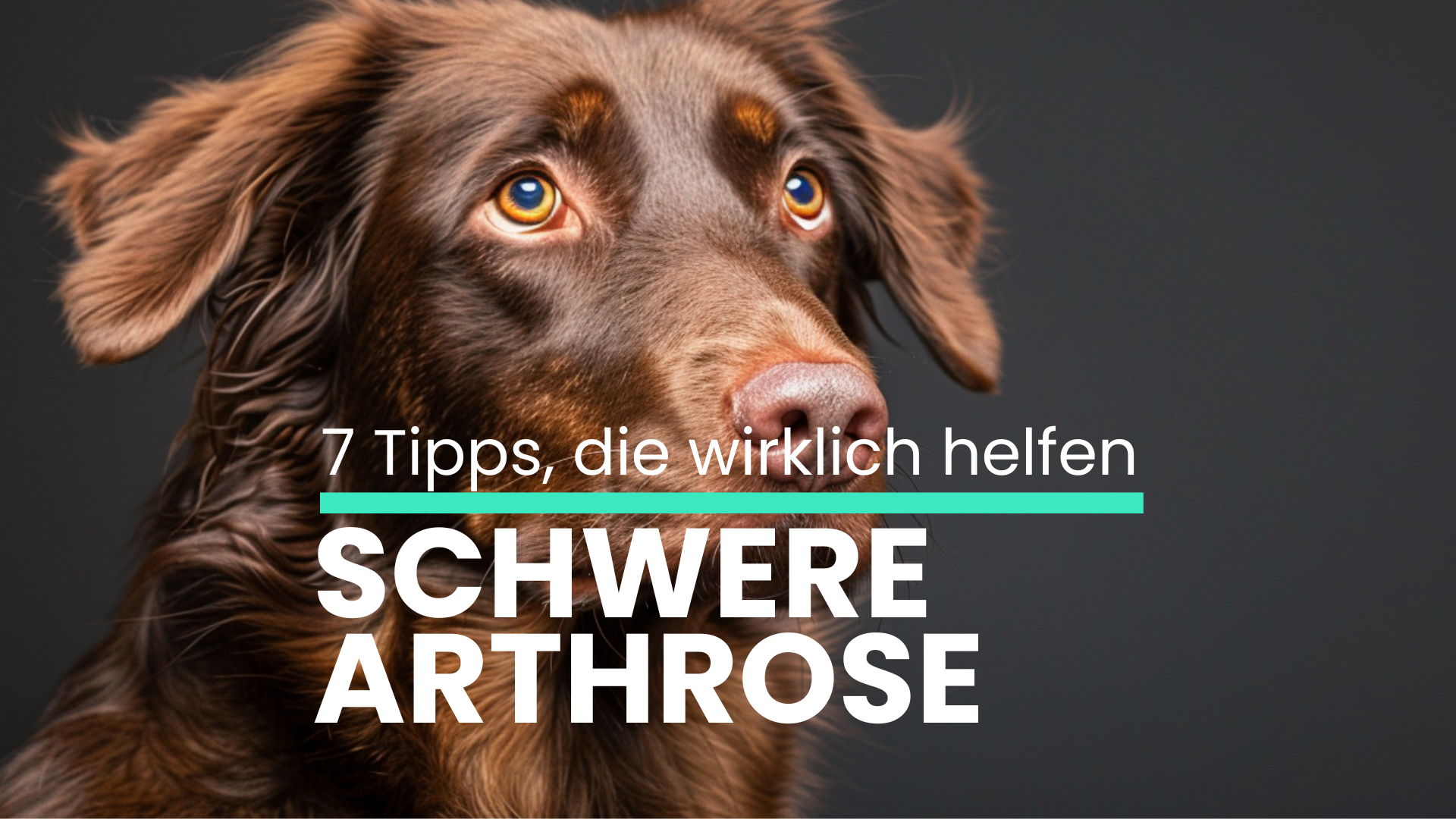 Mein Hund hat schwere Arthrose: 7 Tipps, die wirklich helfen