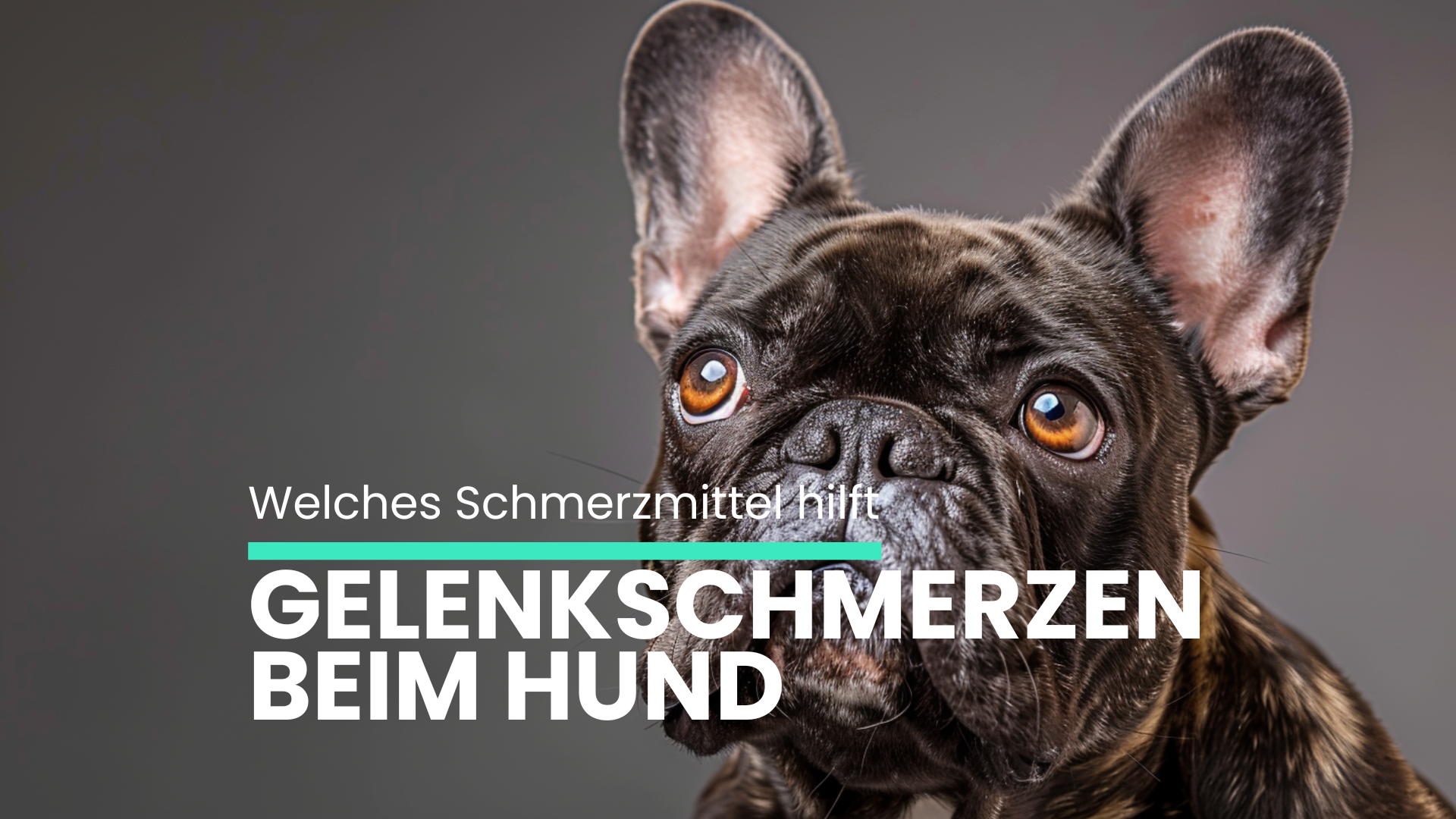 Schmerzmittel für Hunde bei Gelenkschmerzen: Was hilft wirklich?
