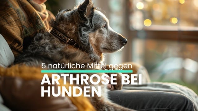 Die 5 besten natürlichen mittel gegen Arthrose bei Hunden entdecken