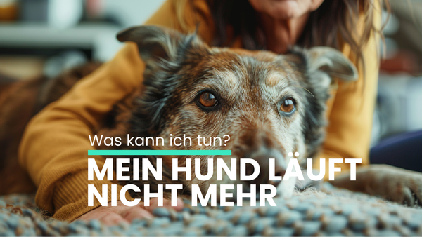 Alter Hund kann nicht mehr laufen: Was tun bei Gelenkproblemen?