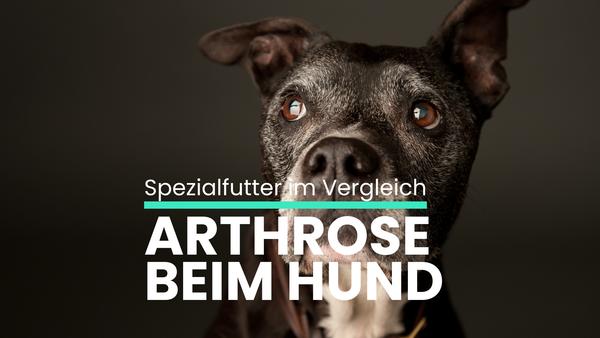 Trockenfutter für Hunde mit Arthrose: Die besten Spezialfutter