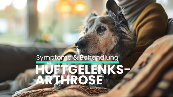 Hüftgelenksarthrose beim Hund: Symptome erkennen & Behandlung