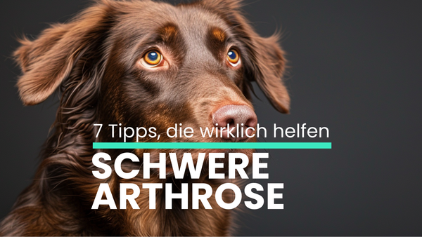Mein Hund hat schwere Arthrose: 7 Tipps, die wirklich helfen