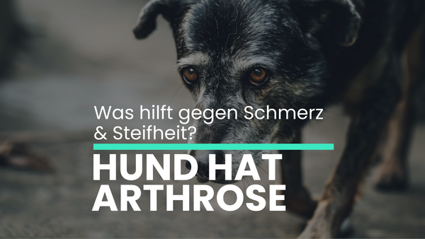 Hund hat Arthrose: Was hilft wirklich gegen Schmerzen und Steifheit?