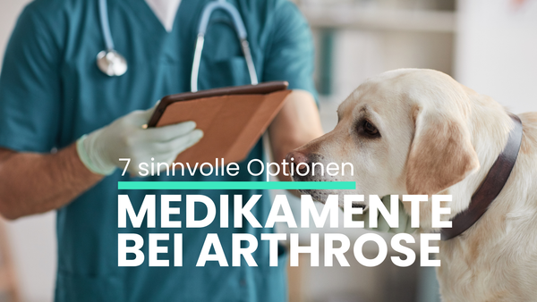 Hunde Arthrose Medikamente: 7 sinnvolle Optionen im Vergleich