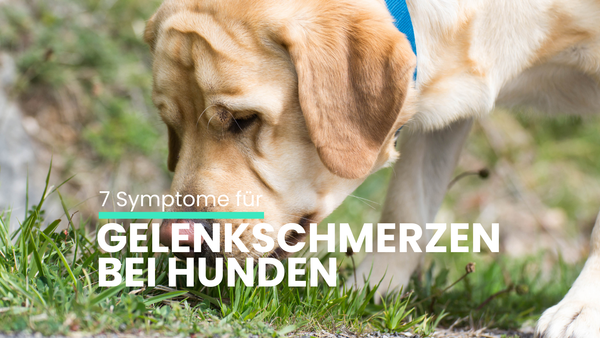 7 Symptome für Gelenkschmerzen bei Hunden - was kann ich tun?