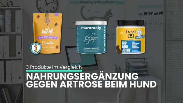Arthrose beim Hund: Die 3 besten Nahrungsergänzungen