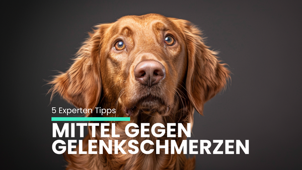 Die 5 besten Mittel gegen Gelenkschmerzen beim Hund – Experten-Guide