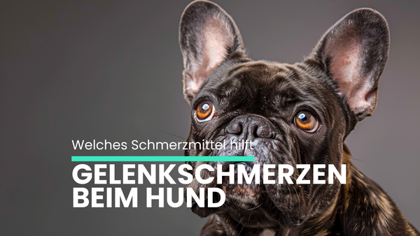 Schmerzmittel für Hunde bei Gelenkschmerzen: Was hilft wirklich?