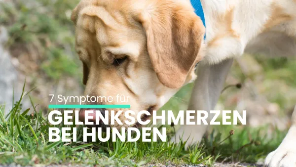 7 Symptome für Gelenkschmerzen bei Hunden: Was kann ich tun?