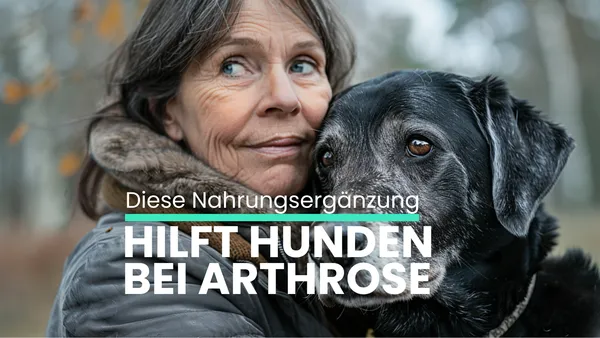 Hund Arthrose Ergänzungsfuttermittel: Was hilft wirklich?