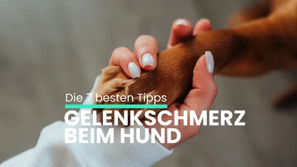 Hund Gelenkschmerzen – Was hilft wirklich? Die 7 besten Tipps