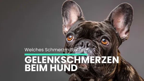 Schmerzmittel für Hunde bei Gelenkschmerzen: Was hilft wirklich?